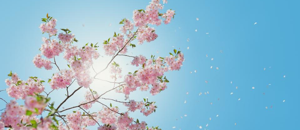 Spring Flowers